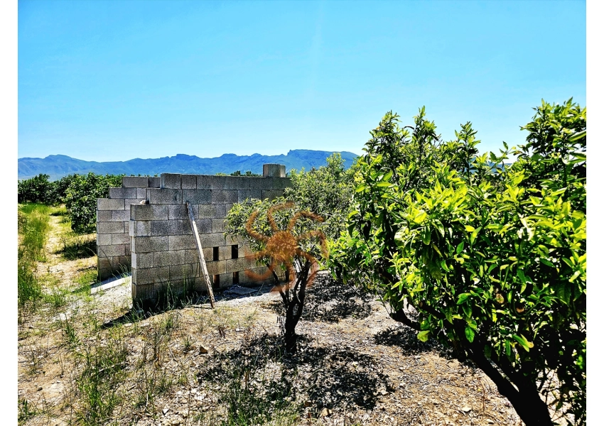 Sad mandarynkowy 2400 m2 Cullera, Walencja